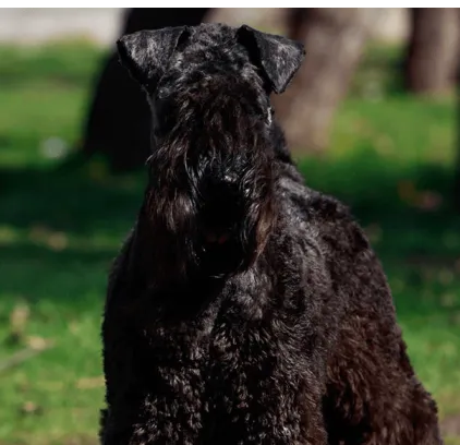 爱萌哆宠物俱乐部