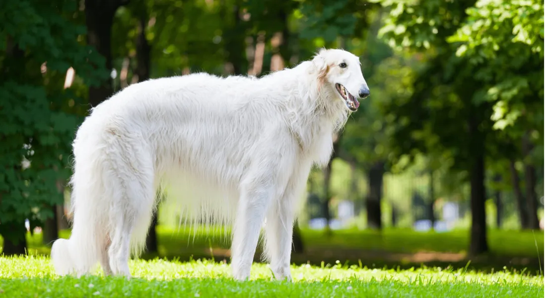 爱萌哆宠物俱乐部