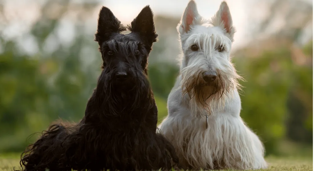 爱萌哆宠物俱乐部