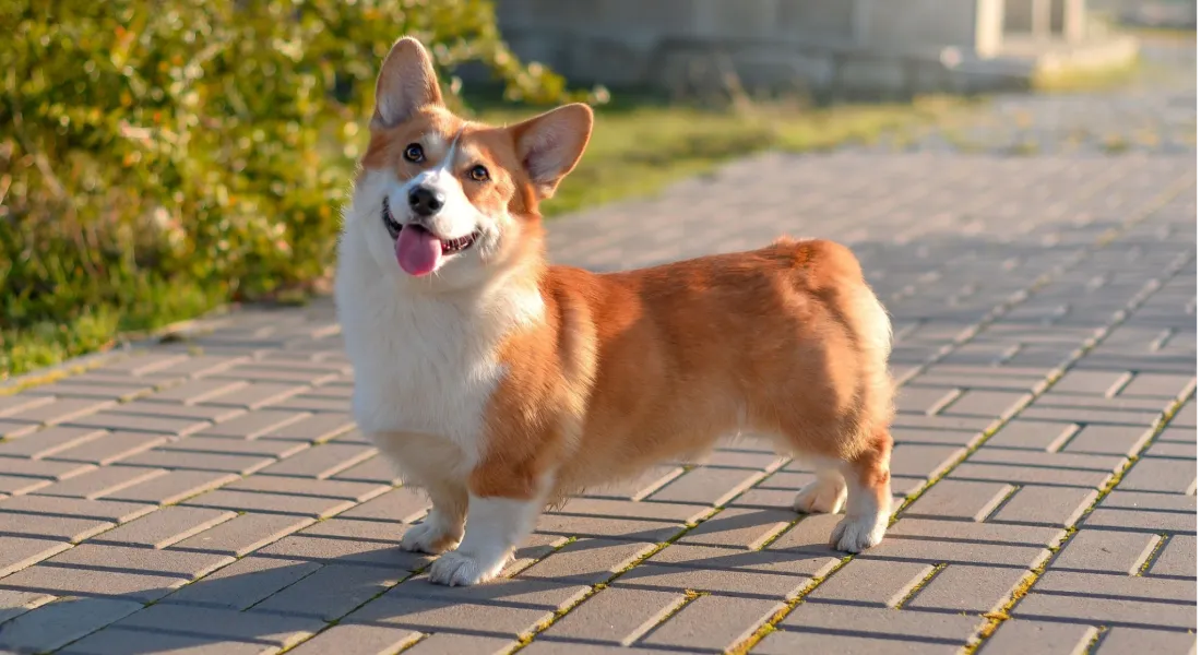 爱萌哆宠物俱乐部