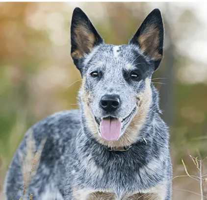 爱萌哆宠物俱乐部