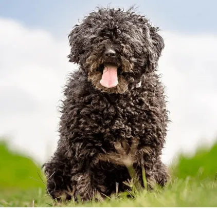 爱萌哆宠物俱乐部