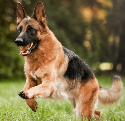 爱萌哆宠物俱乐部