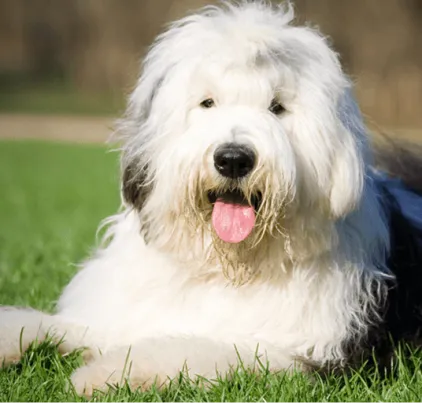 爱萌哆宠物俱乐部