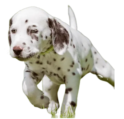 爱萌哆宠物俱乐部