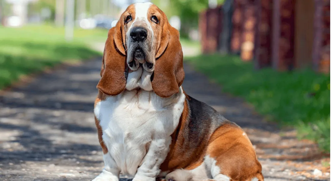 爱萌哆宠物俱乐部