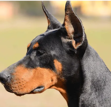 爱萌哆宠物俱乐部