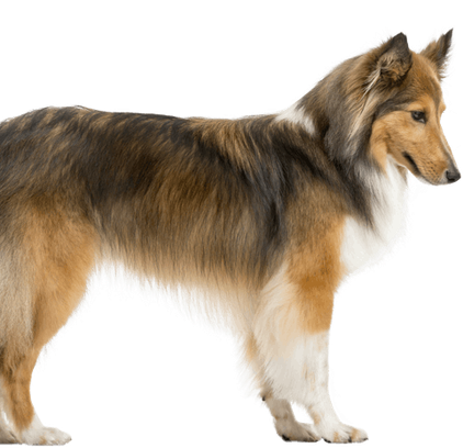 爱萌哆宠物俱乐部