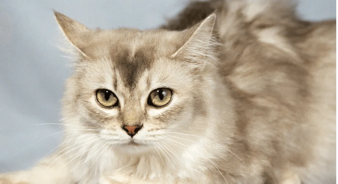 爱萌哆宠物俱乐部