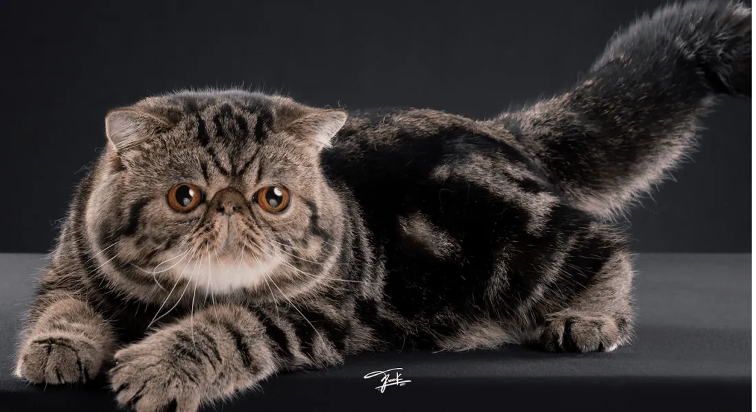 爱萌哆宠物俱乐部