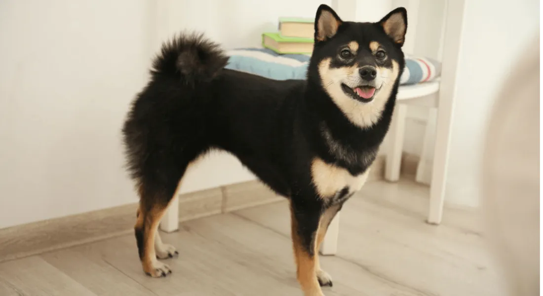 爱萌哆宠物俱乐部